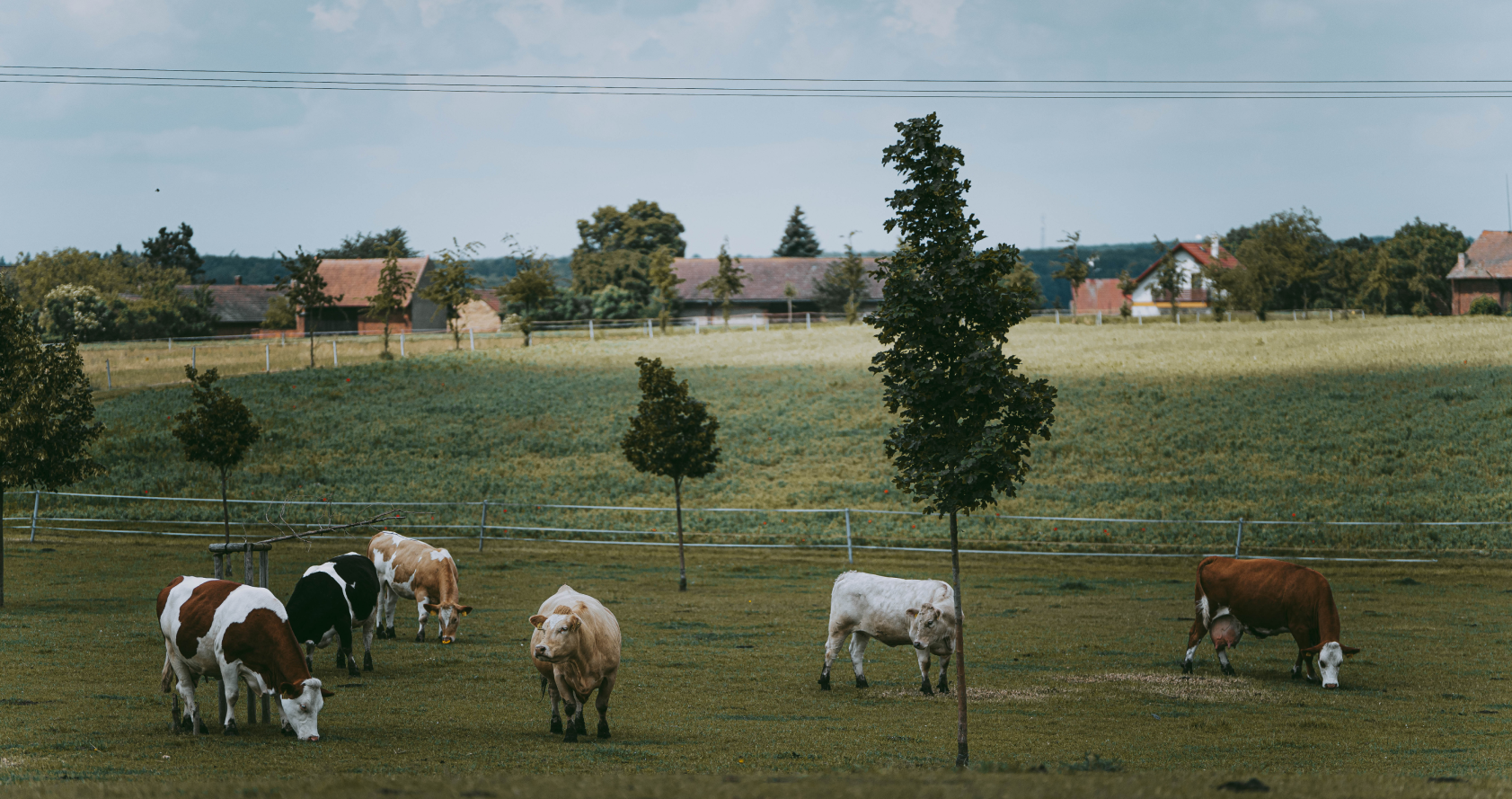 Kvalita masa začíná u půdy